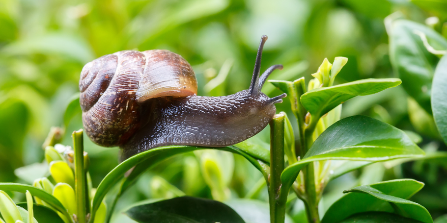 Controlling slugs naturally: How to protect your garden beds and raised beds