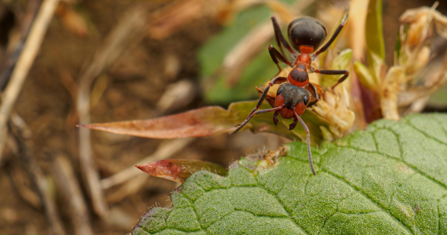 Getting rid of ants in raised beds – the best home remedies & gardening tips