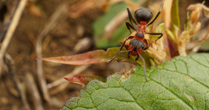 Getting rid of ants in raised beds – the best home remedies & gardening tips