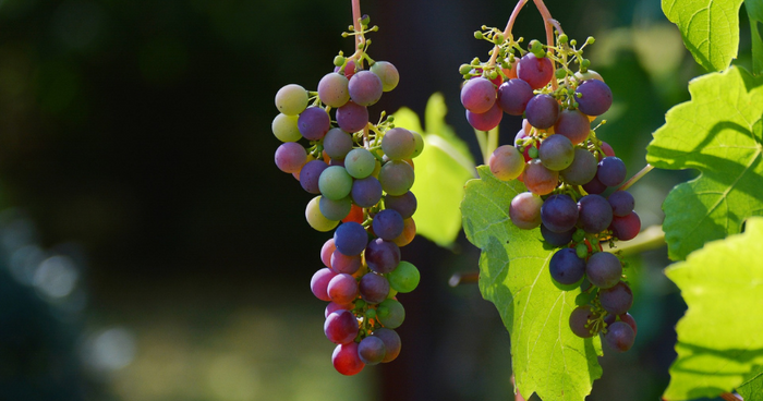 Growing grapes on the balcony