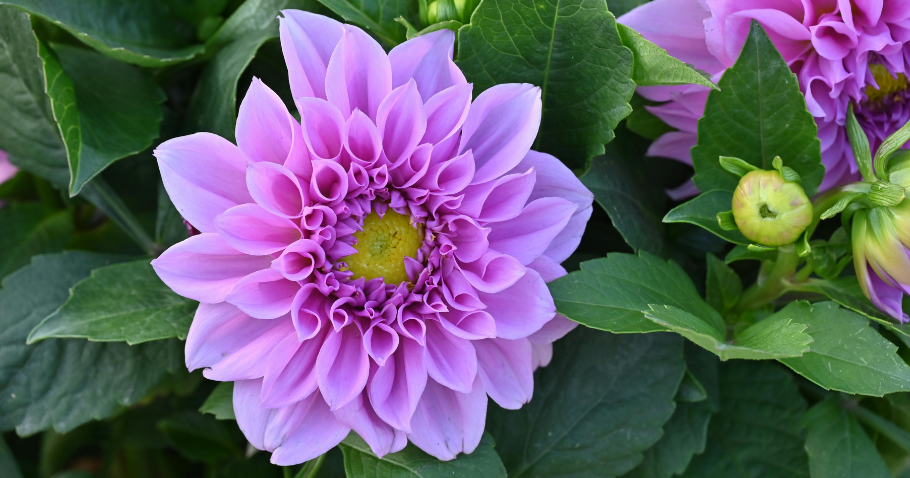Planting, staking and caring for dahlias: everything you need to know for a bountiful bloom