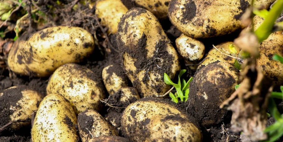 Planting potatoes in a raised bed – here's what you need to know
