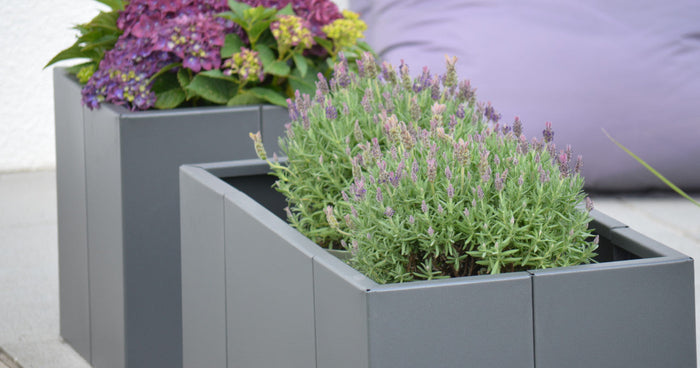 How to plant plant containers correctly