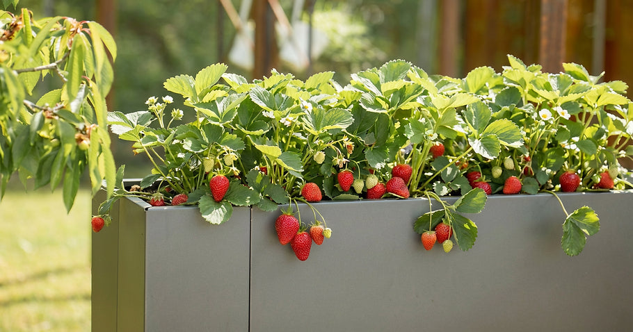 Planting strawberries in a raised bed: location, soil, planting time & care tips