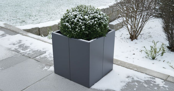 Hardy container plants: These plants can survive frost in planters or raised beds.