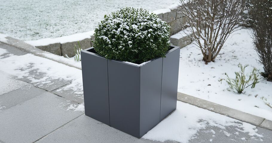 Hardy container plants: These plants can survive frost in planters or raised beds.