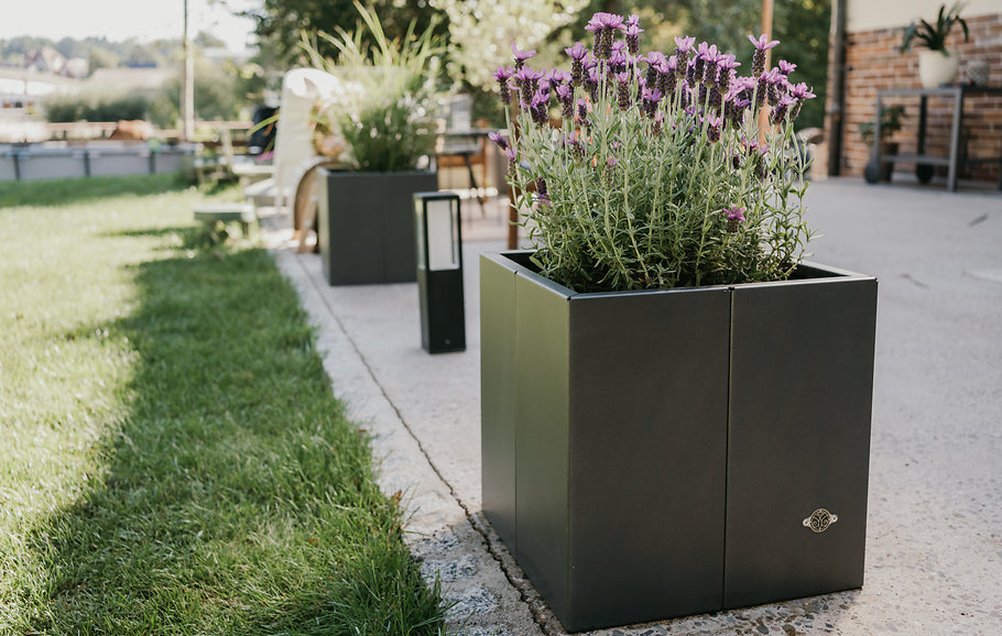 Pruning and supporting lavender: How to keep the plant compact and well-shaped