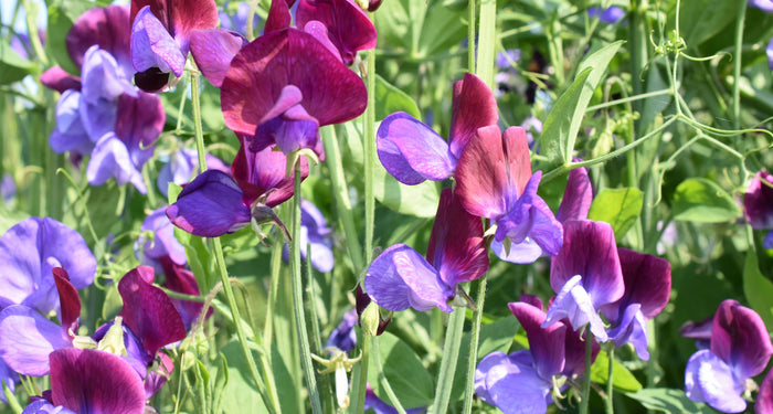 Planting Sweet Peas: Location, Care & the Right Climbing Support