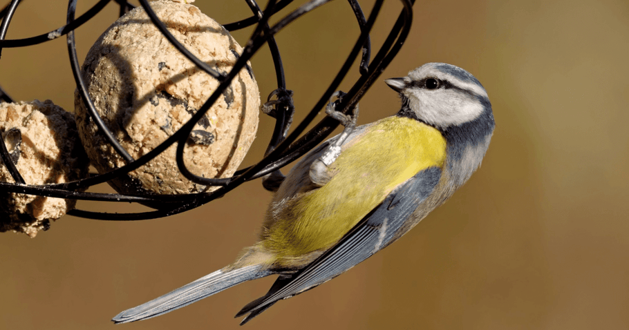 How to make your own suet balls for birds