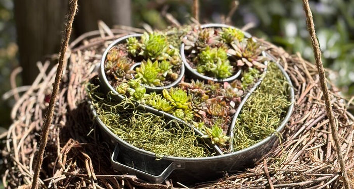 Planting and decorating a metal heart: step-by-step guide with creative decoration ideas