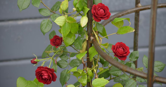 How to properly support roses – this is how you give your plants secure support and shape