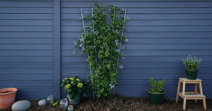 Vertical gardening: <br>The 5 most beautiful plants for trellises and house walls