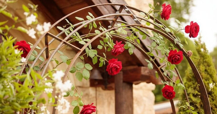 How to properly plant a garden arch