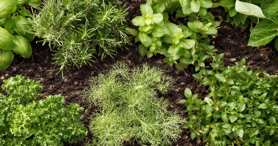 Creating a raised herb bed: an overview of the 10 best herbs