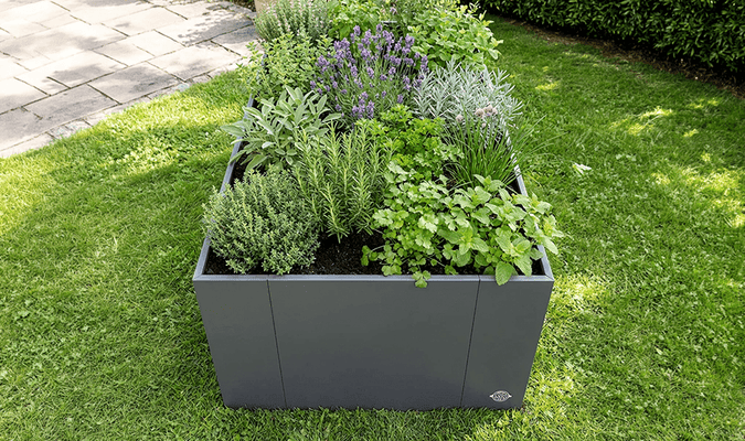 Mixing plants in a raised bed: Which plants go well together?