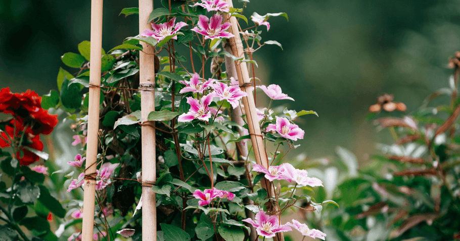 How to build your own trellis – simple instructions