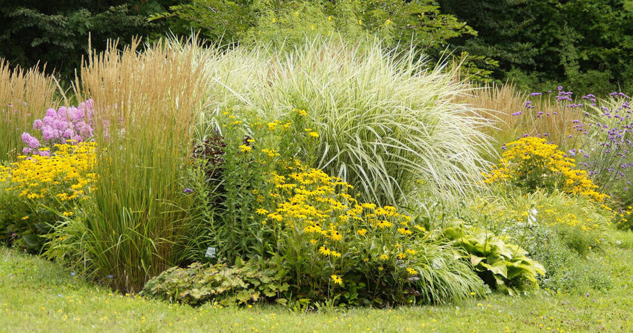 How to cut back perennials in autumn