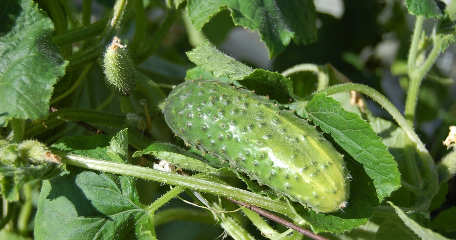 The 5 most common diseases affecting cucumber plants