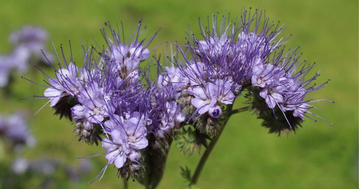 Green manure in raised beds: What you need to know