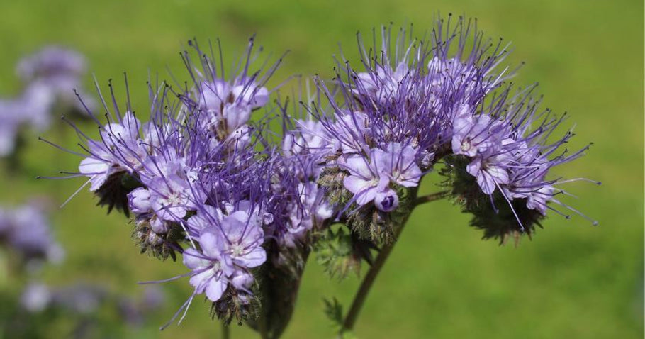 Green manure in raised beds: What you need to know