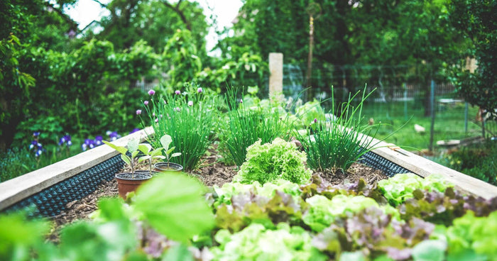 Raised beds for vegetables - The best tips for a bountiful harvest