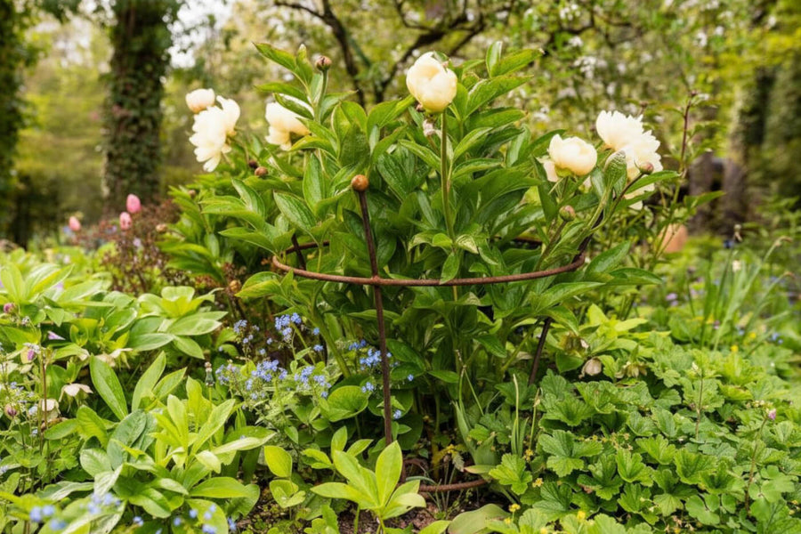Creating a perennial bed – here's how to do it easily