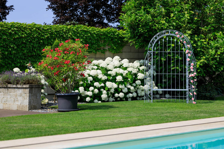Plants in the garden that are toxic to children and pets – what shouldn’t be in the garden?