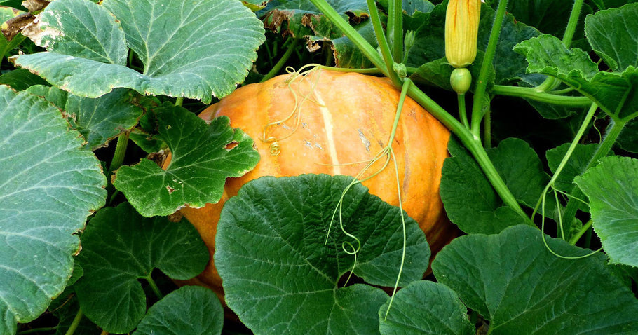 How to plant pumpkin in the raised bed
