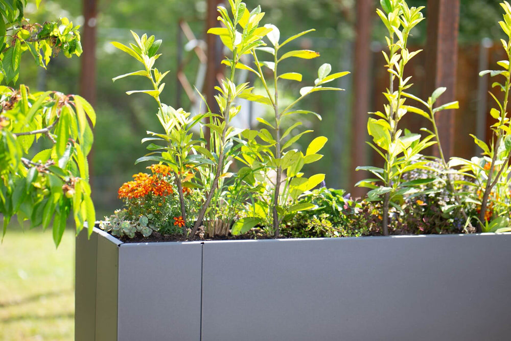 Hochbeet Manarola Nahaufnahme Pflanzen im Beet | Pulverbeschichtet anthrazit